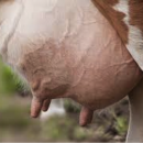 Understanding and controlling dairy ruminant mastitis